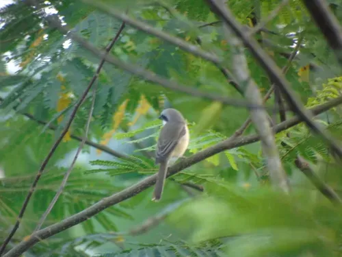 File:Lanius cristatus 373919226 from iNaturalist.jpg