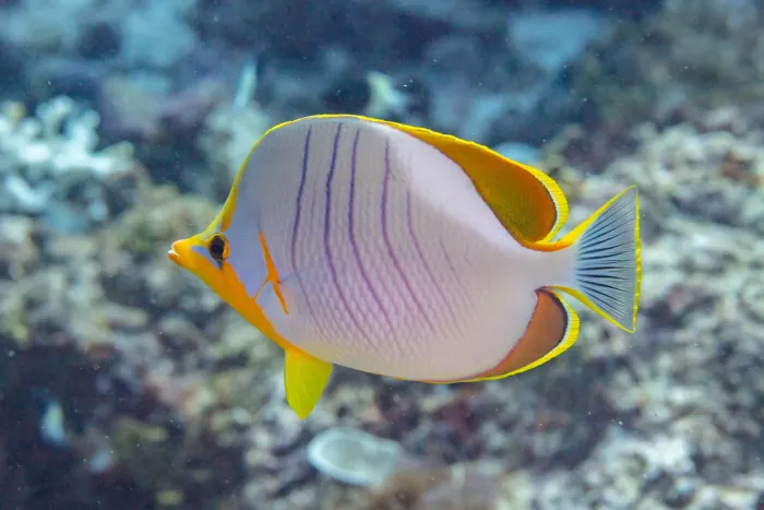 File:Pez mariposa de cabeza amarilla (Chaetodon xanthocephalus), Zanzíbar, Tanzania, 2024-05-30, DD 62.jpg