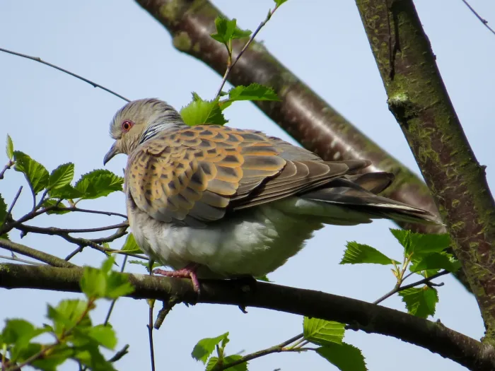 File:2015-05-21 Streptopelia turtur, Sutton Bank, Yorkshire 12.jpg