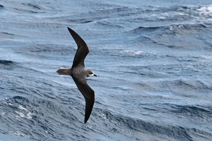 File:Pterodroma mollis, South Atlantic Ocean 04.jpg