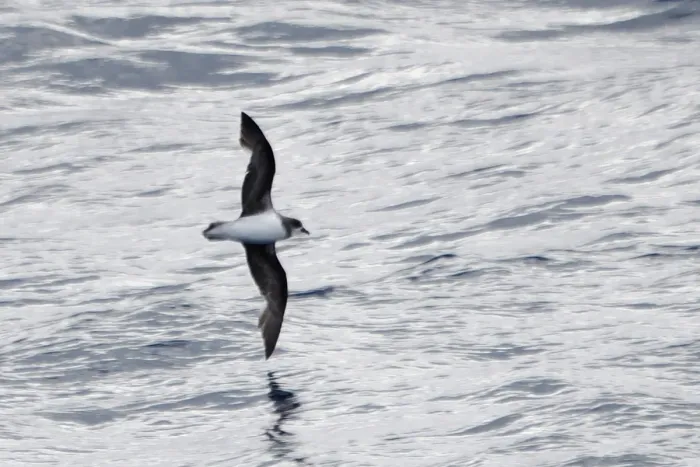 File:Pterodroma mollis, Southern Ocean 01.jpg