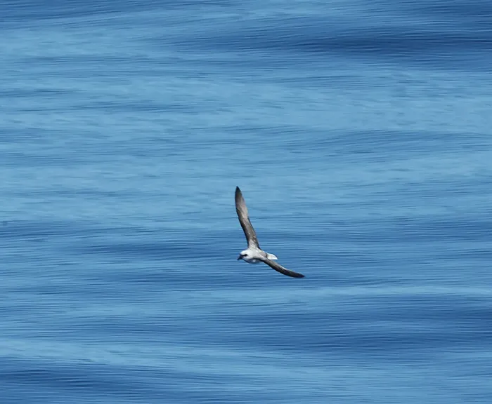 File:Pterodroma mollis, South Atlantic Ocean 06.jpg