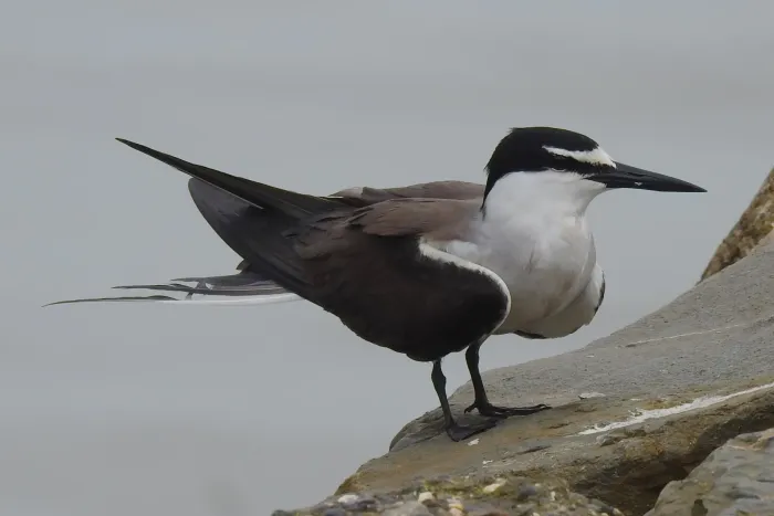 File:Bridled Tern Onychoprion anaethetus 01.jpg