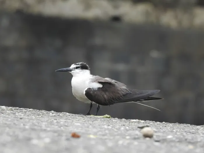 File:Bridled Tern Onychoprion anaethetus 02.jpg