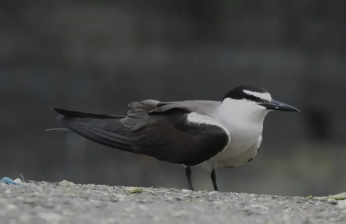 File:Bridled Tern Onychoprion anaethetus 03.jpg