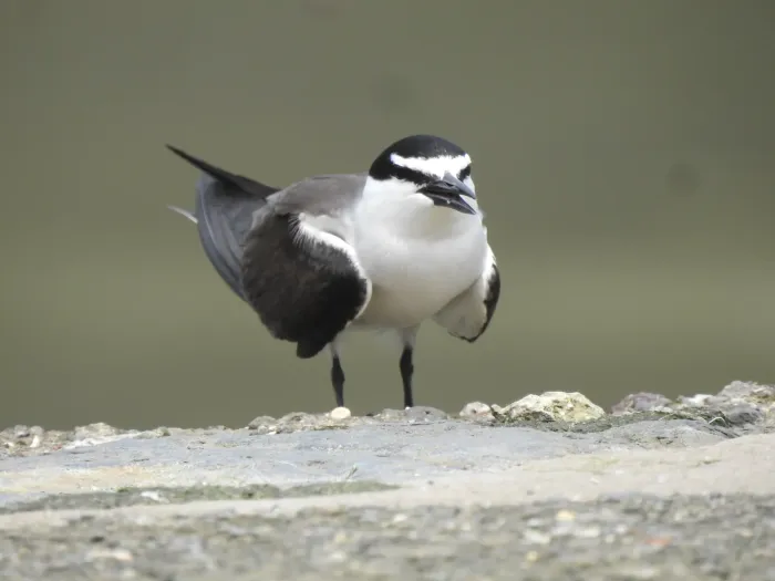 File:Bridled Tern Onychoprion anaethetus 04.jpg