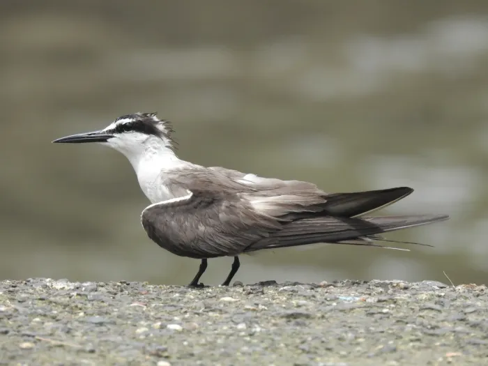 File:Bridled Tern Onychoprion anaethetus 05.jpg