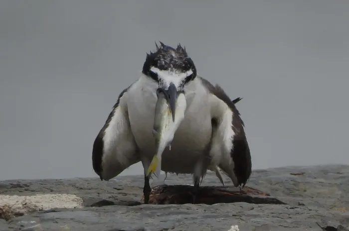 File:Bridled Tern Onychoprion anaethetus 06.jpg
