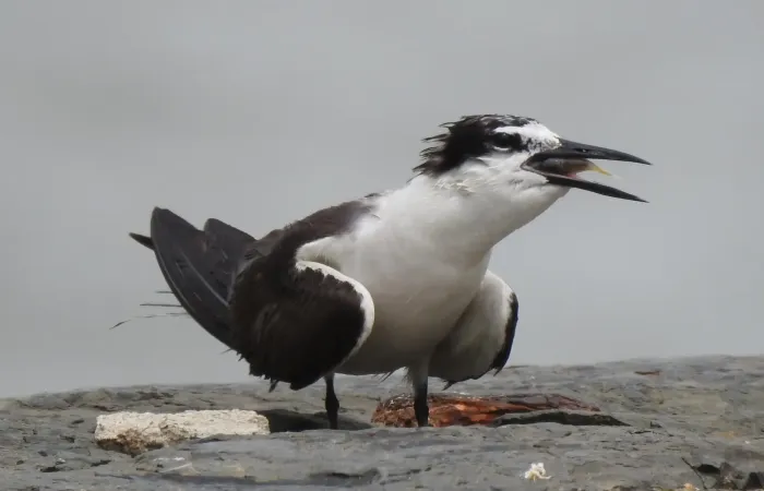 File:Bridled Tern Onychoprion anaethetus 07.jpg