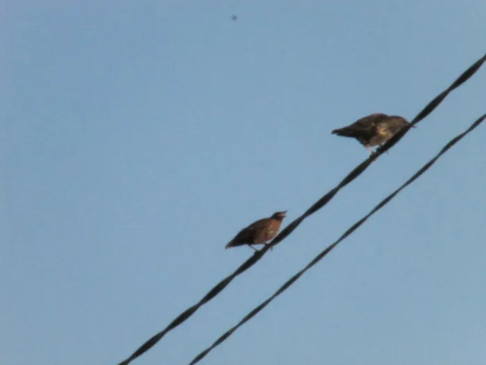 File:Two sturnus unicolor.jpg
