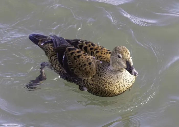 File:Somateria spectabilis 249562377.jpg