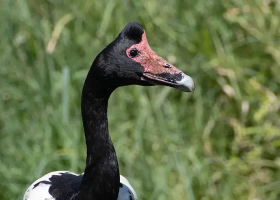 File:Anseranas semipalmata 352517994.jpg