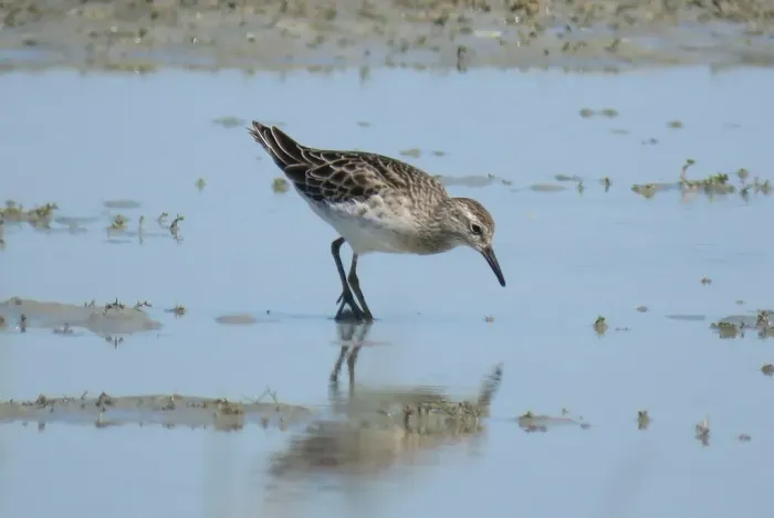 File:Calidris acuminata 176709629 03.jpg
