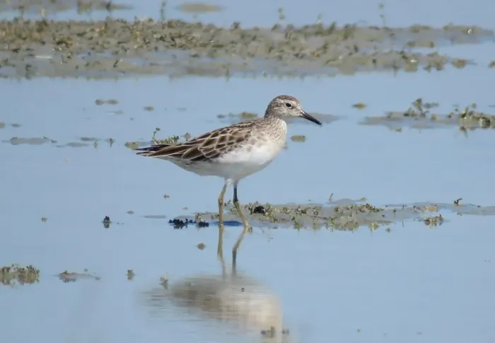 File:Calidris acuminata 176709629 01.jpg
