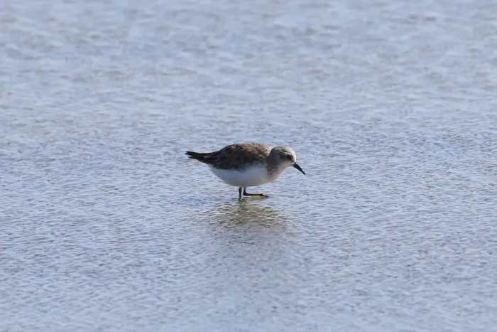 File:Calidris ruficollis 44462136.jpg