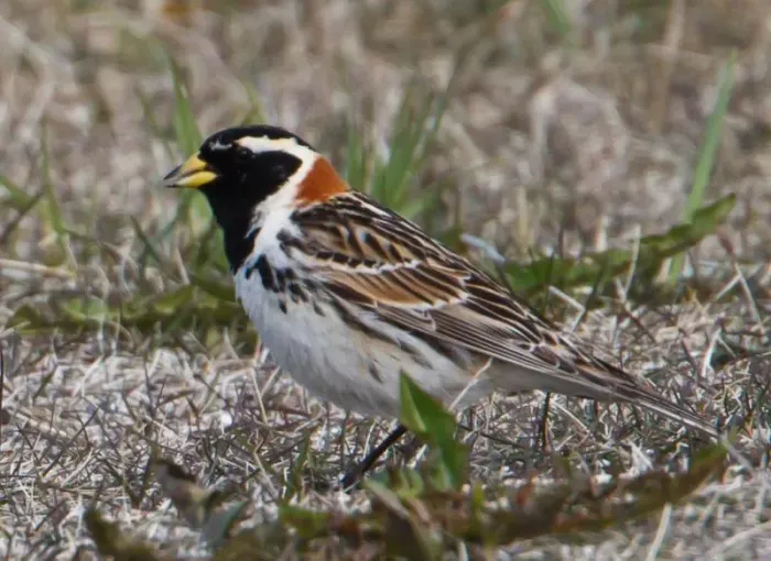 File:Lapland Longspur - Calcarius lapponicus - Sportittlingur 4.jpg
