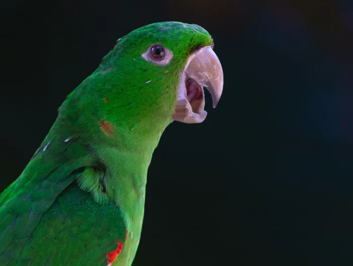 File:Psittacara leucophthalmus - Davidson Moreira - 371656842.jpeg