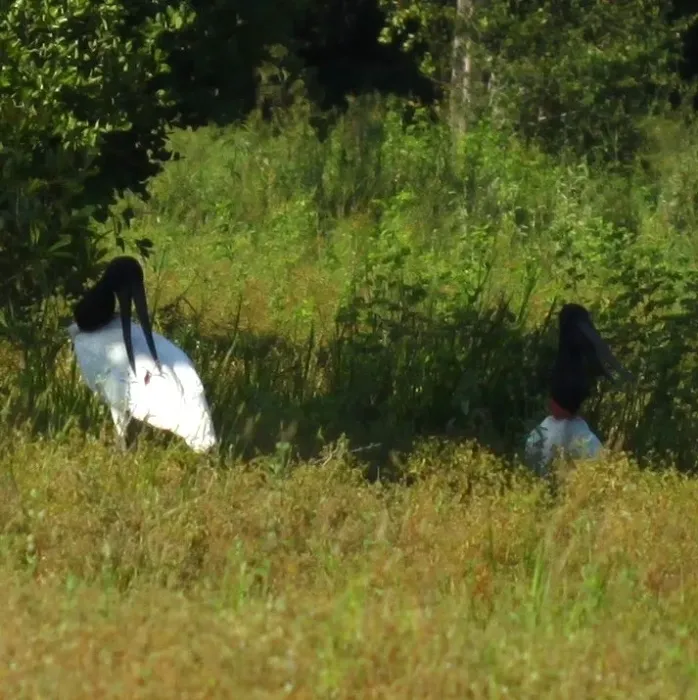 File:Jabiru mycteria - Eduardo - 416412972.jpeg