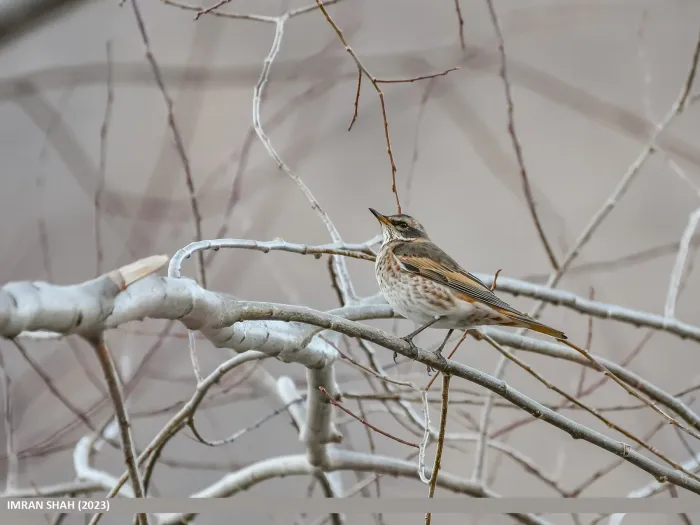 File:Dusky Thrush (Turdus eunomus) (53967630297).jpg