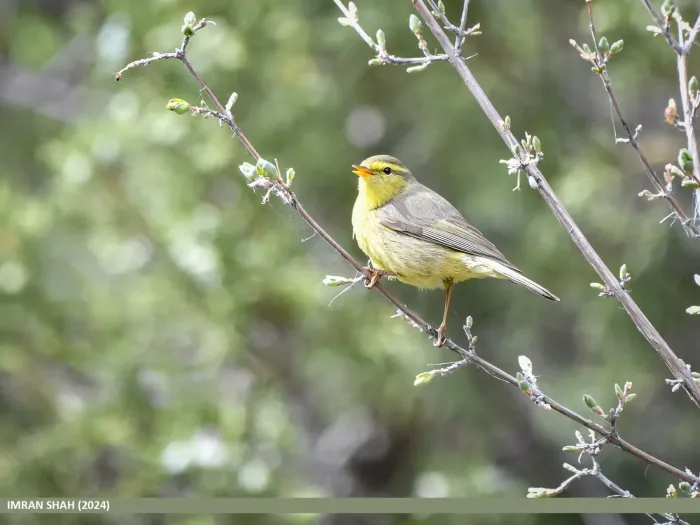 File:Sulphur-bellied Warbler (Phylloscopus griseolus) (53939681631).jpg