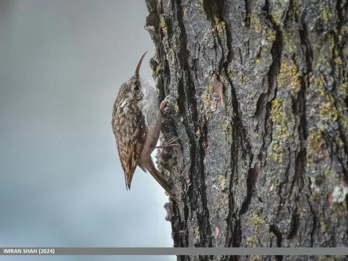 File:Bar-tailed Tree-creeper (Certhia himalayana) (53939681801).jpg