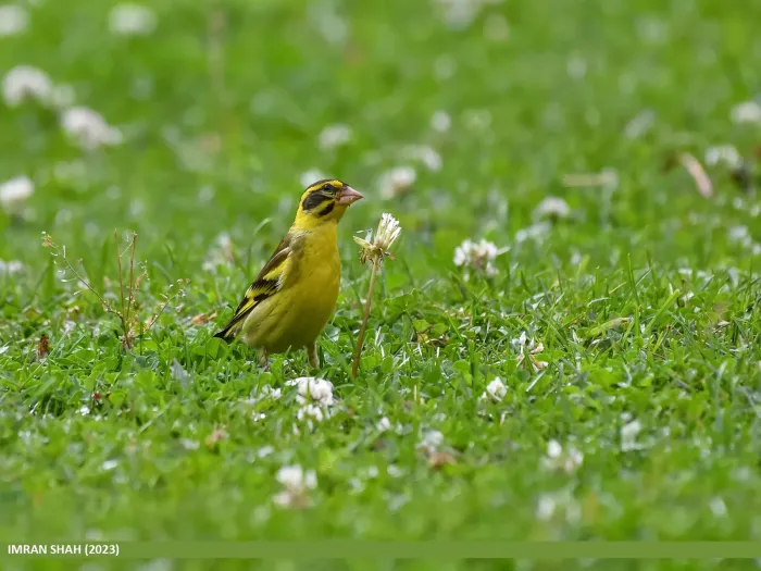 File:Yellow-breasted Greenfinch (Chloris spinoides) (53891577316).jpg
