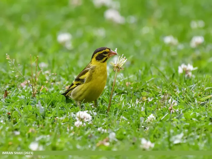 File:Yellow-breasted Greenfinch (Chloris spinoides) (53880605721).jpg