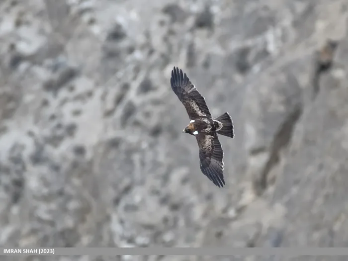 File:Booted Eagle (Hieraaetus pennatus) (53856826121).jpg