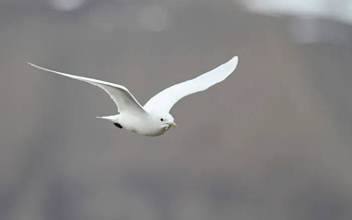 File:Pagophila eburnea 101349849.jpg