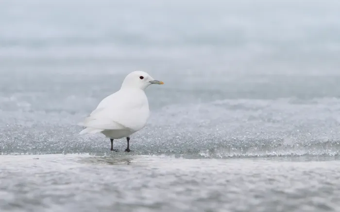 File:Pagophila eburnea 101349061.jpg