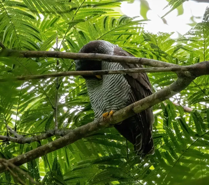 File:Strix nigrolineata 432852282.jpg