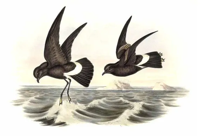 File:Oceanites oceanicus by John Gould.jpg