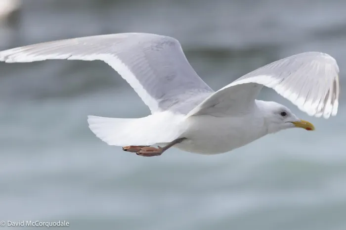 File:Larus glaucoides 369847948.jpg