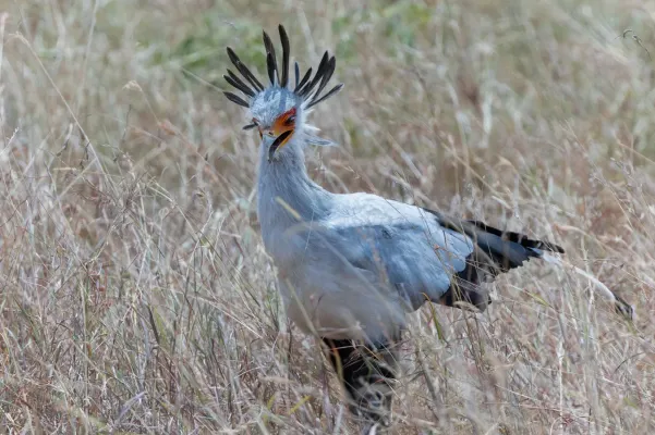 File:Sagittarius serpentarius 376735149.jpg