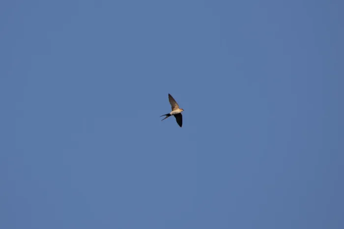 File:Cecropis rufula, Serbia 001.jpg