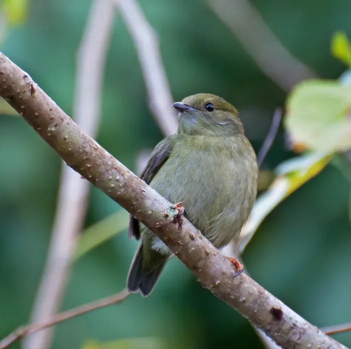File:Manacus manacus -Registro, Sao Paulo, Brazil -female-8.jpg