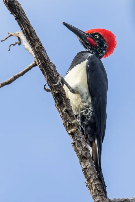 File:Dryocopus javensis feddeni 107984700.jpg