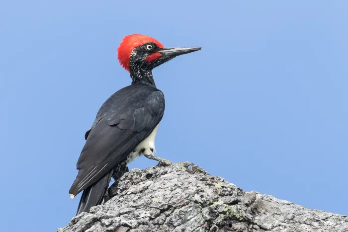 File:Dryocopus javensis feddeni 107659197.jpg