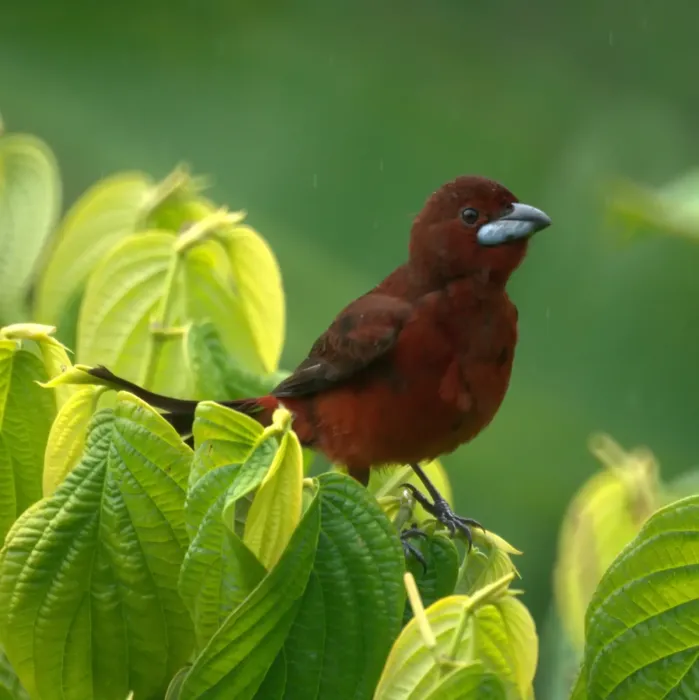 File:Ramphocelus carbo male 3.jpg