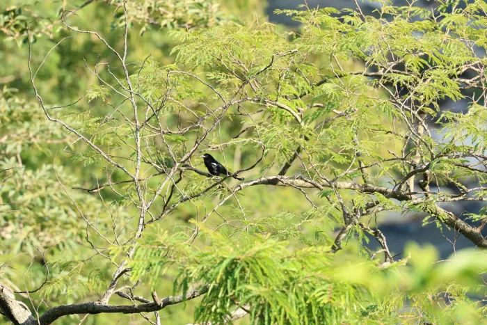 File:Hair-crested drongo (Dicrurus hottentottus) 01.jpg