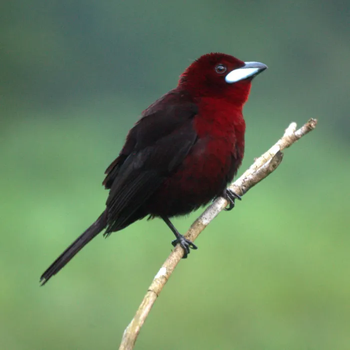 File:Ramphocelus carbo 3.jpg