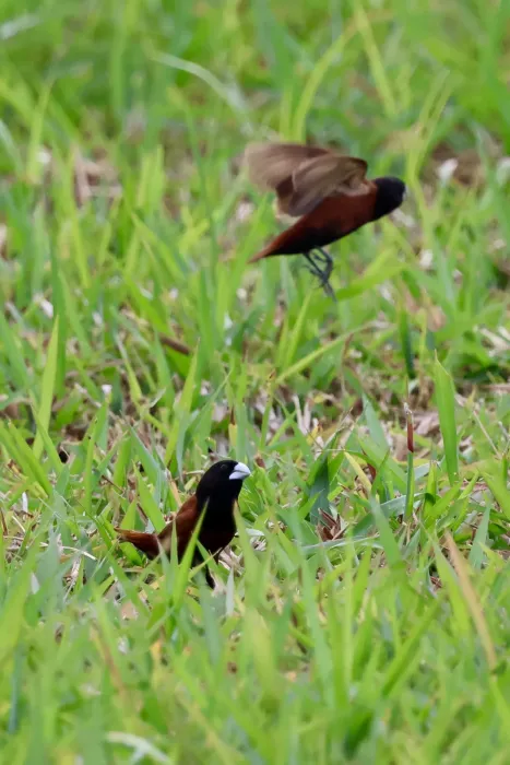 File:Lonchura atricapilla (Brunei) 02.jpg