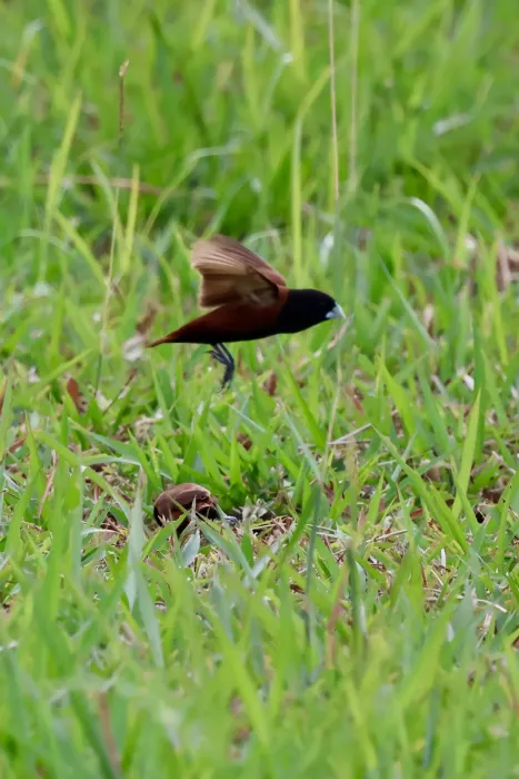 File:Lonchura atricapilla (Brunei) 01.jpg