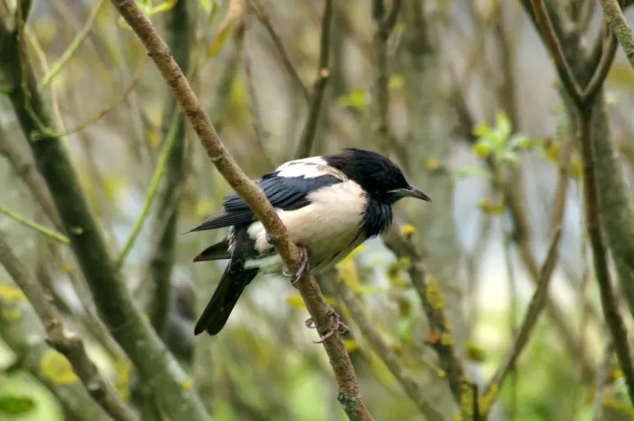 File:Rosy Starling (Pastor roseus), Baltasound - geograph.org.uk - 7034723.jpg