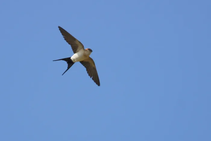 File:European Red-rumped Swallow (Cecropis rufula), Skaw - geograph.org.uk - 7034739.jpg
