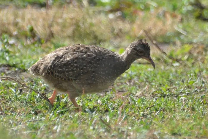 File:Nothoprocta pentlandii 266076898.jpg