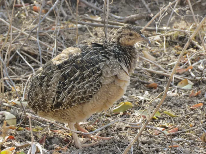 File:Nothoprocta pentlandii 16220207.jpg