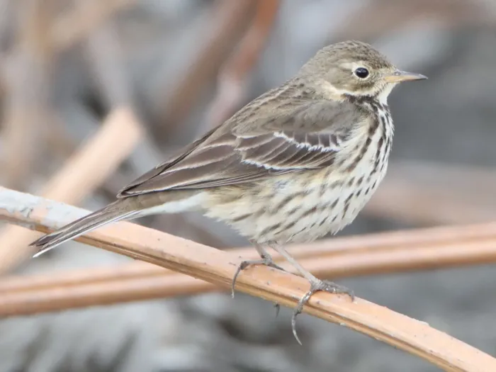 File:Anthus spinoletta s2.jpg