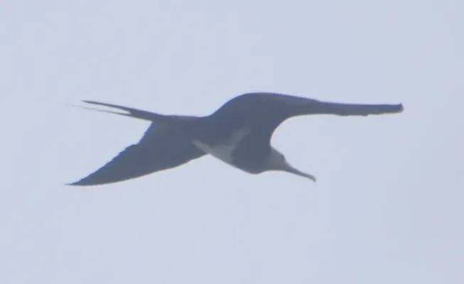 File:Fregata andrewsi 1.jpg