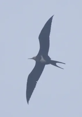 File:Fregata andrewsi 2.jpg